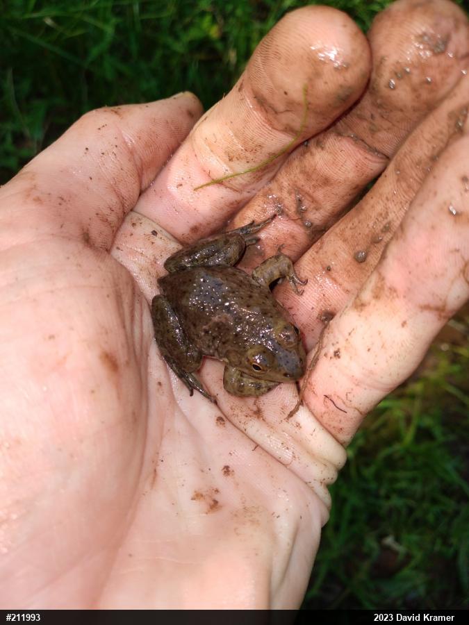 American Bullfrog