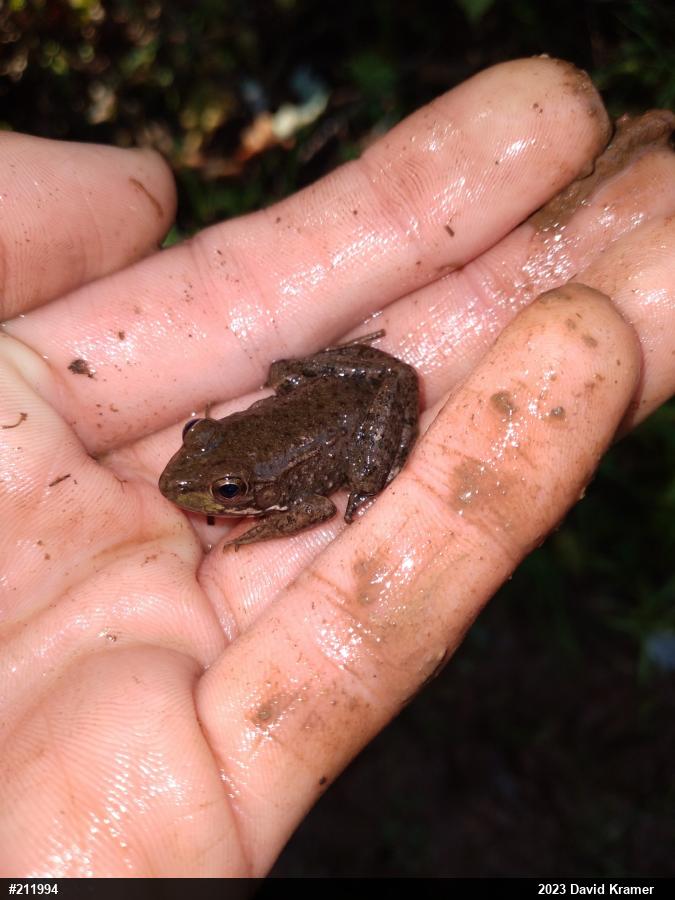 Green Frog