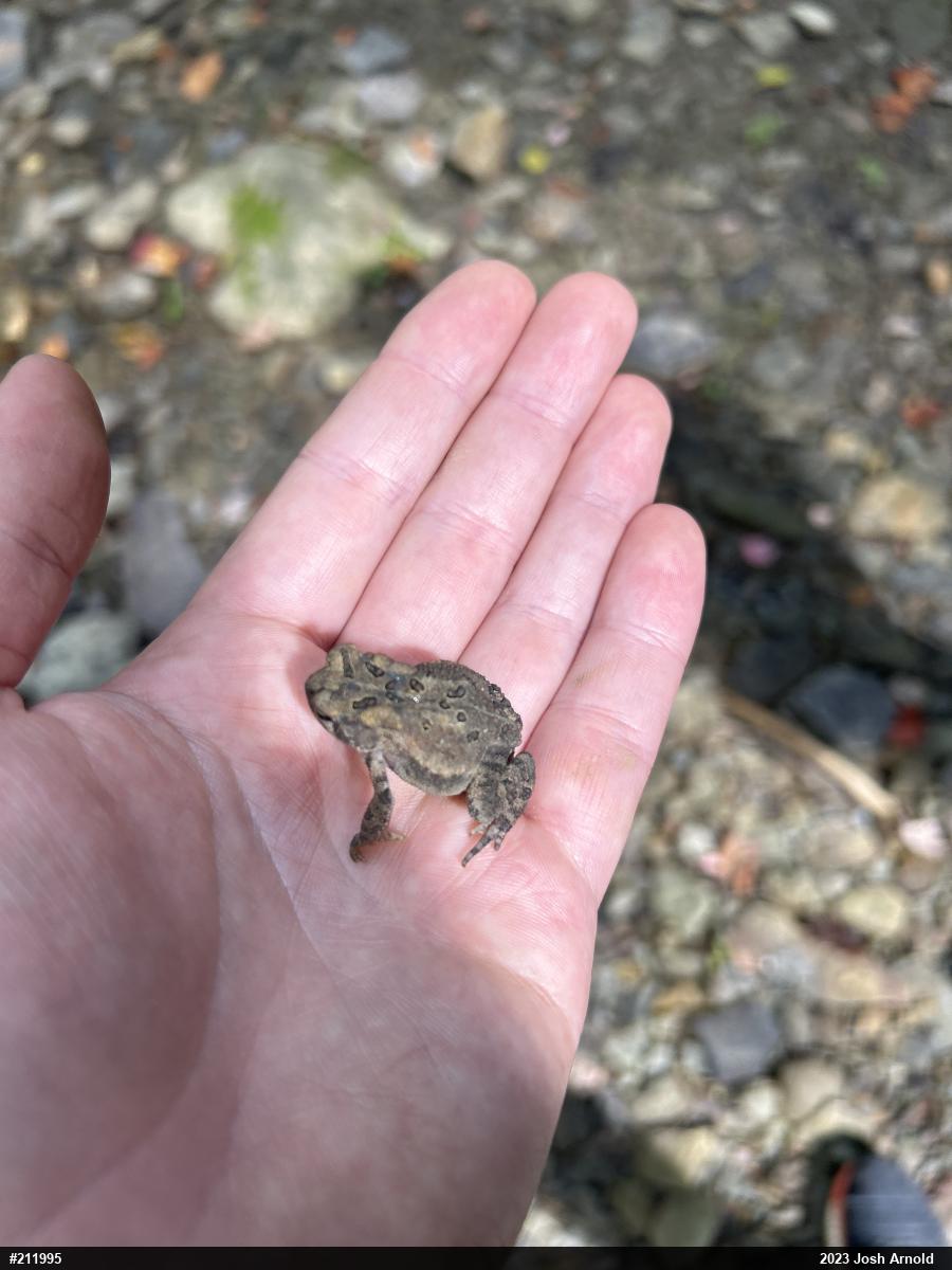 Eastern American Toad