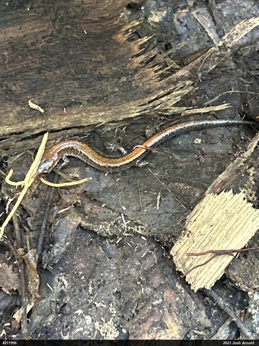 Eastern Red-backed  Salamander