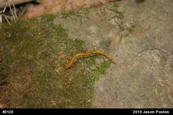 Eastern Long-tailed Salamander