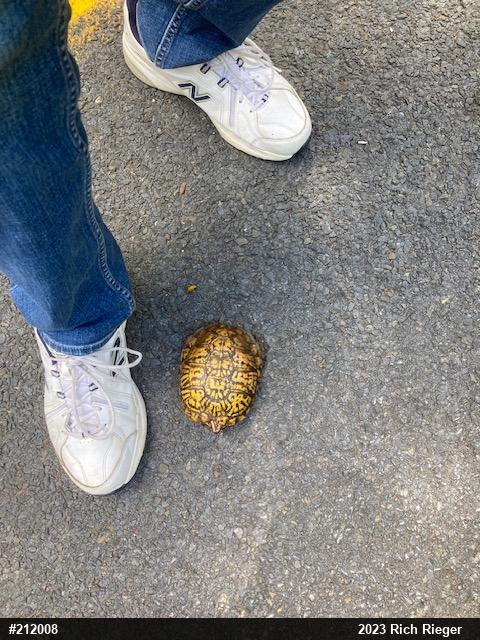 Eastern Box Turtle