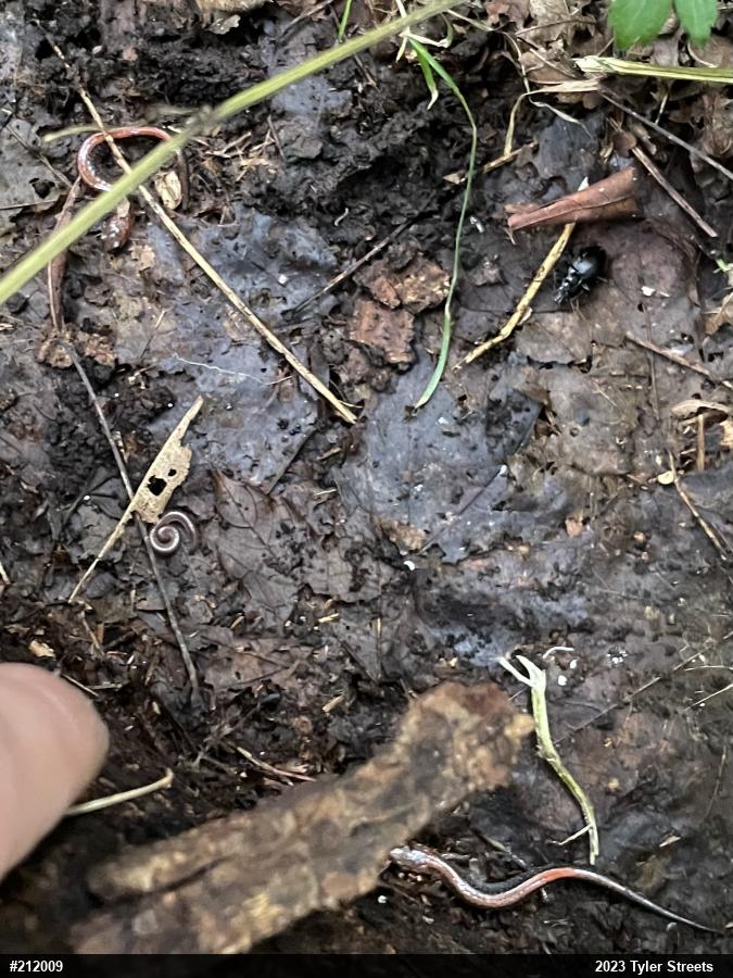 Eastern Red-backed  Salamander