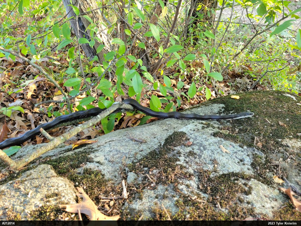 Eastern Ratsnake