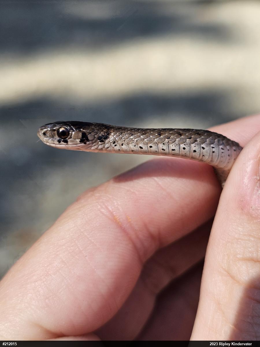Dekay's Brownsnake