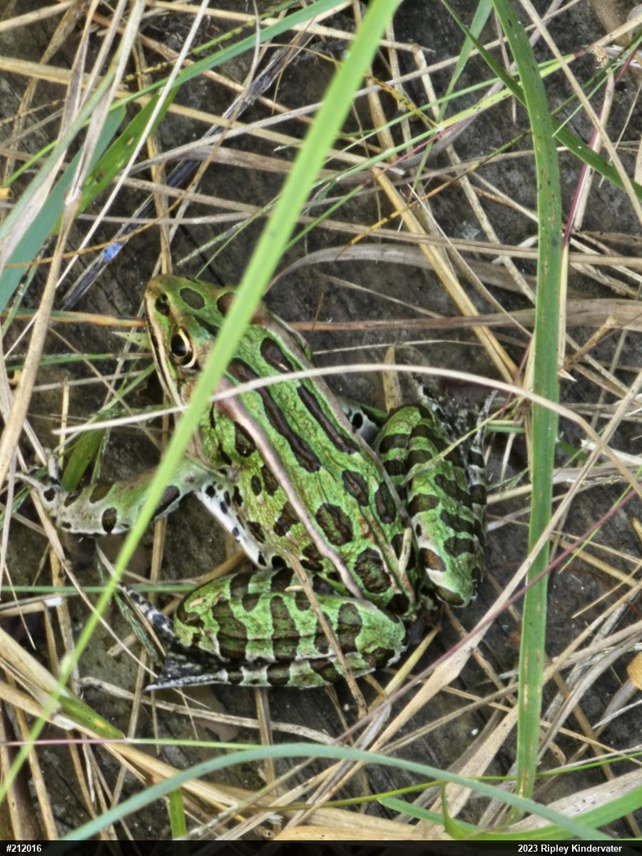 Northern Leopard Frog