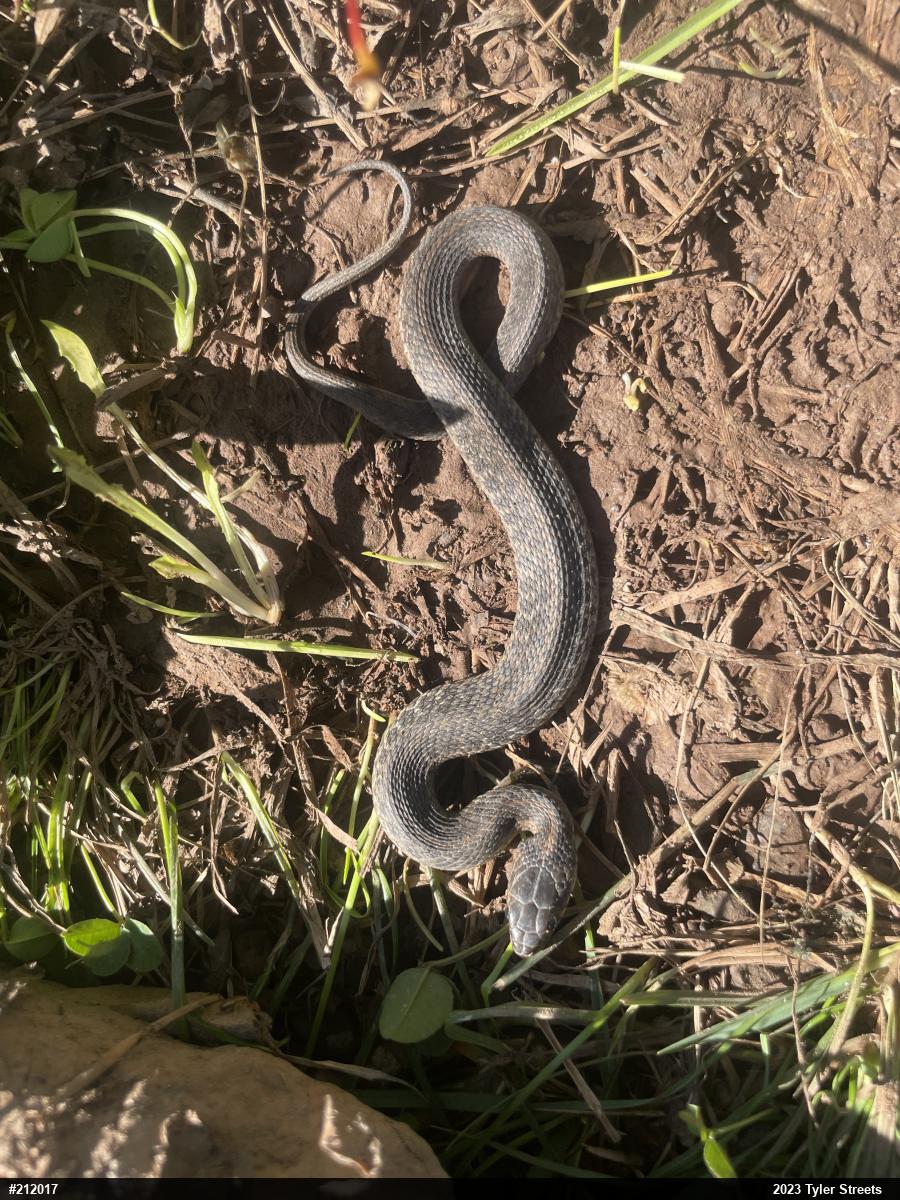 Eastern Gartersnake