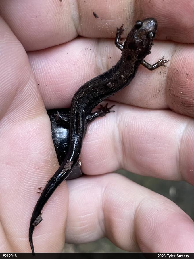 Allegheny Mountain Dusky Salamander