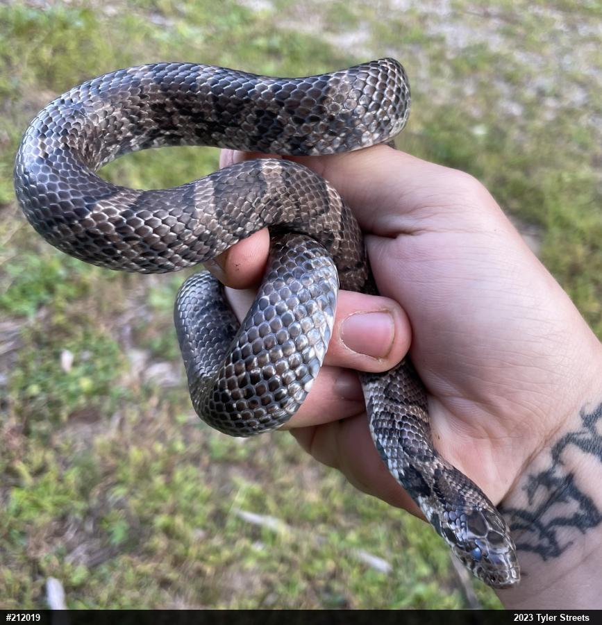 Eastern Milksnake