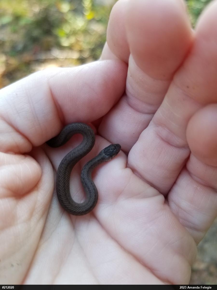 Dekay's Brownsnake