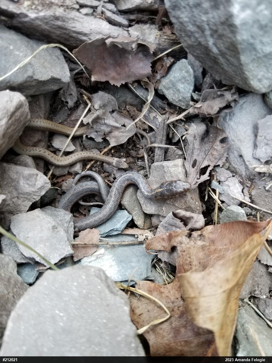 Dekay's Brownsnake