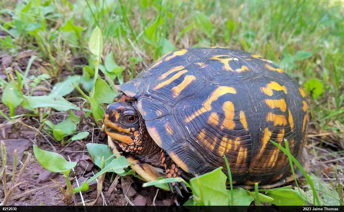 Eastern Box Turtle