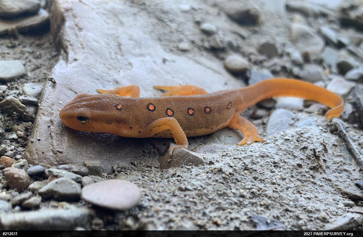 Red-spotted Newt