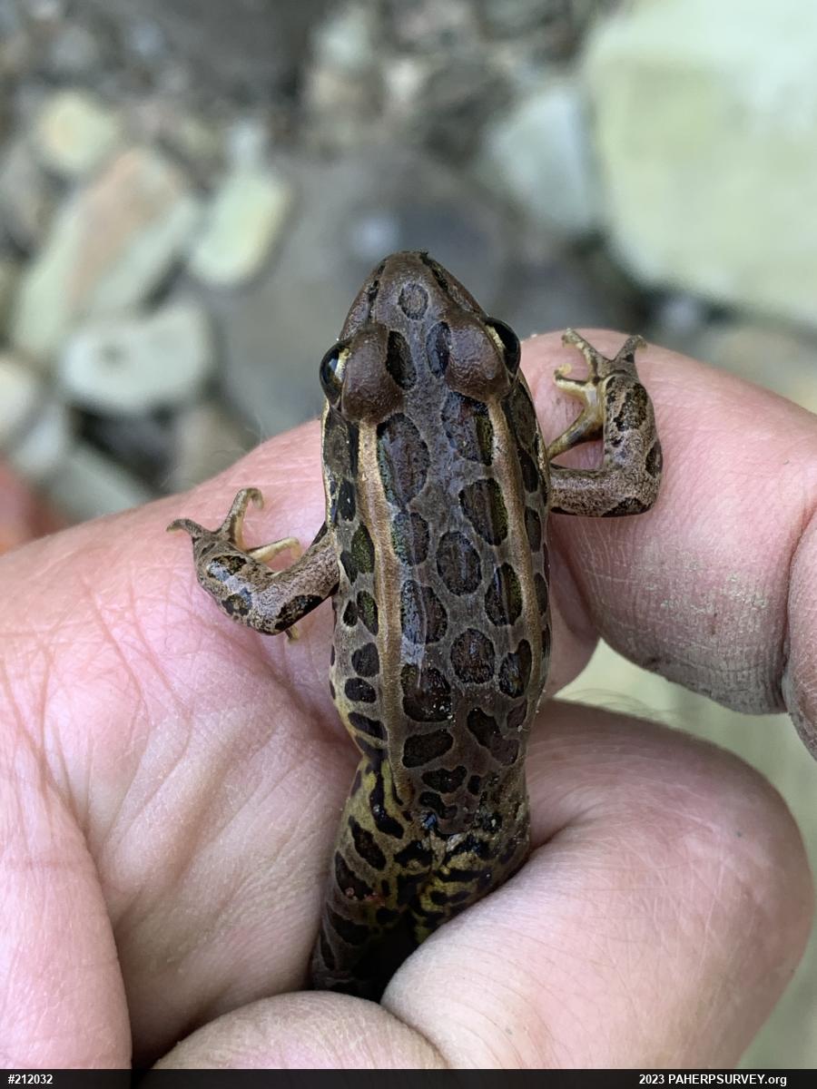 Pickerel Frog