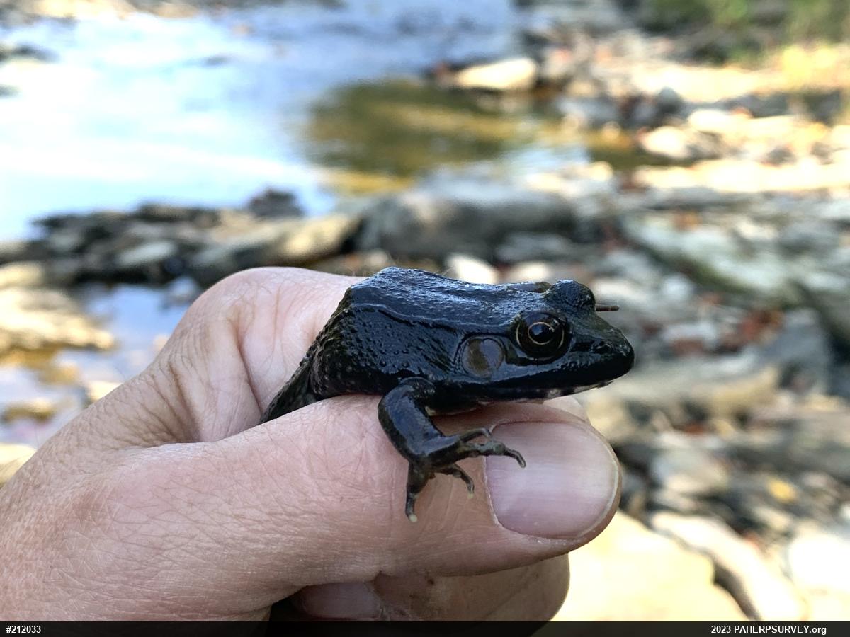 Green Frog