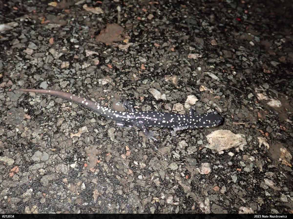 Northern Slimy Salamander