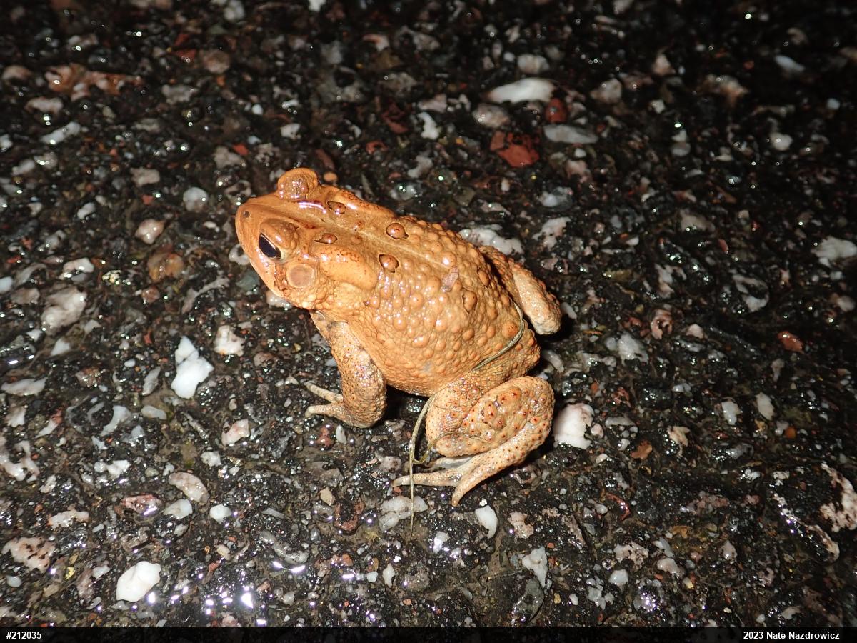 Eastern American Toad