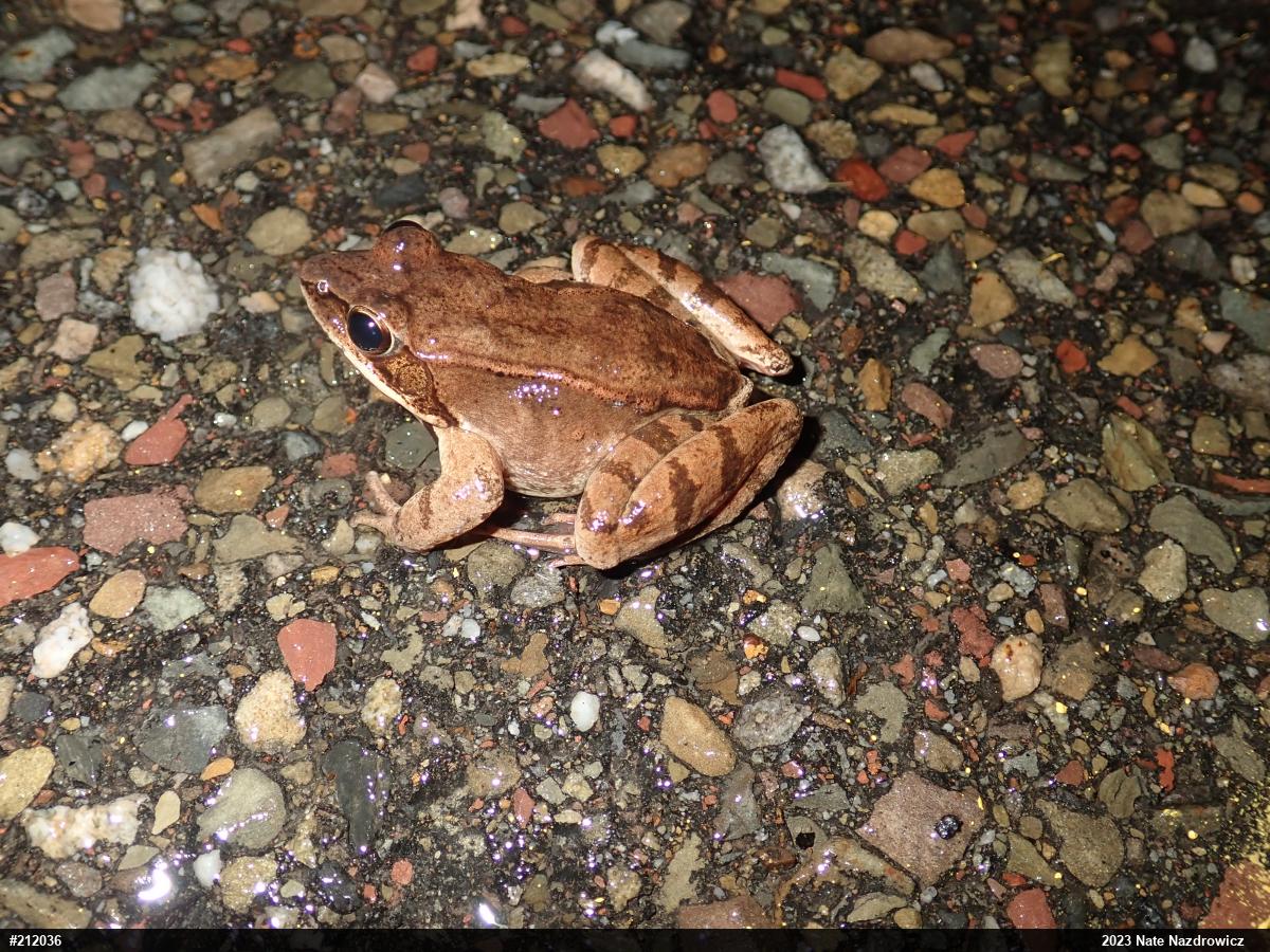 Wood Frog