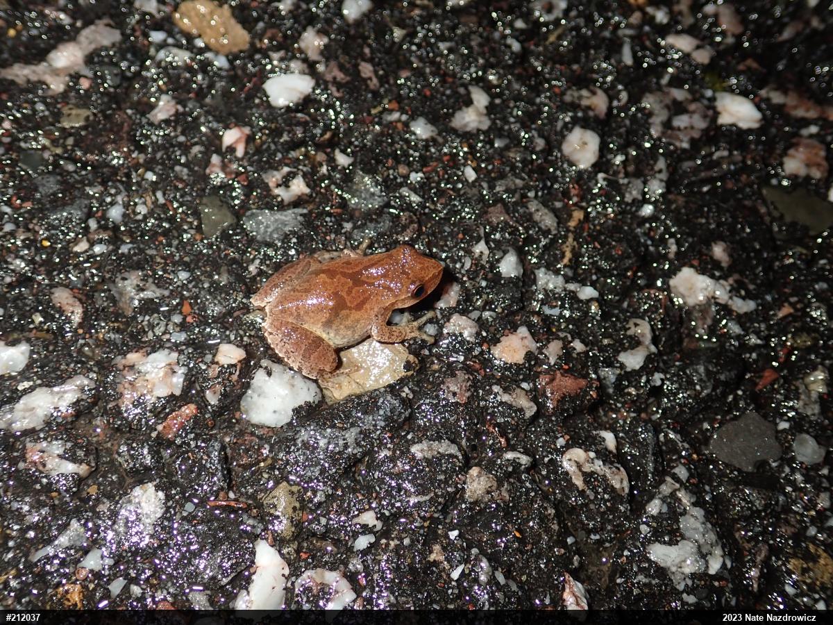 Spring Peeper