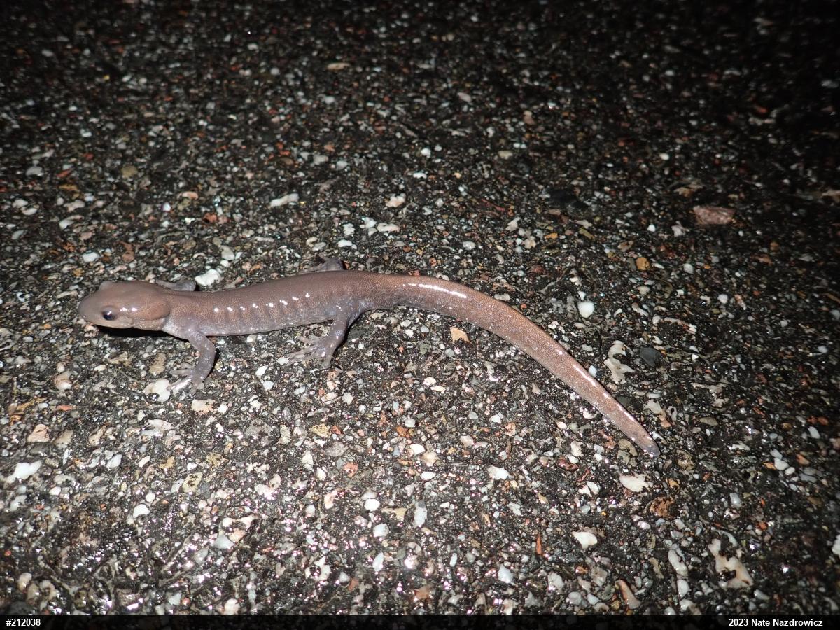 Jefferson Salamander