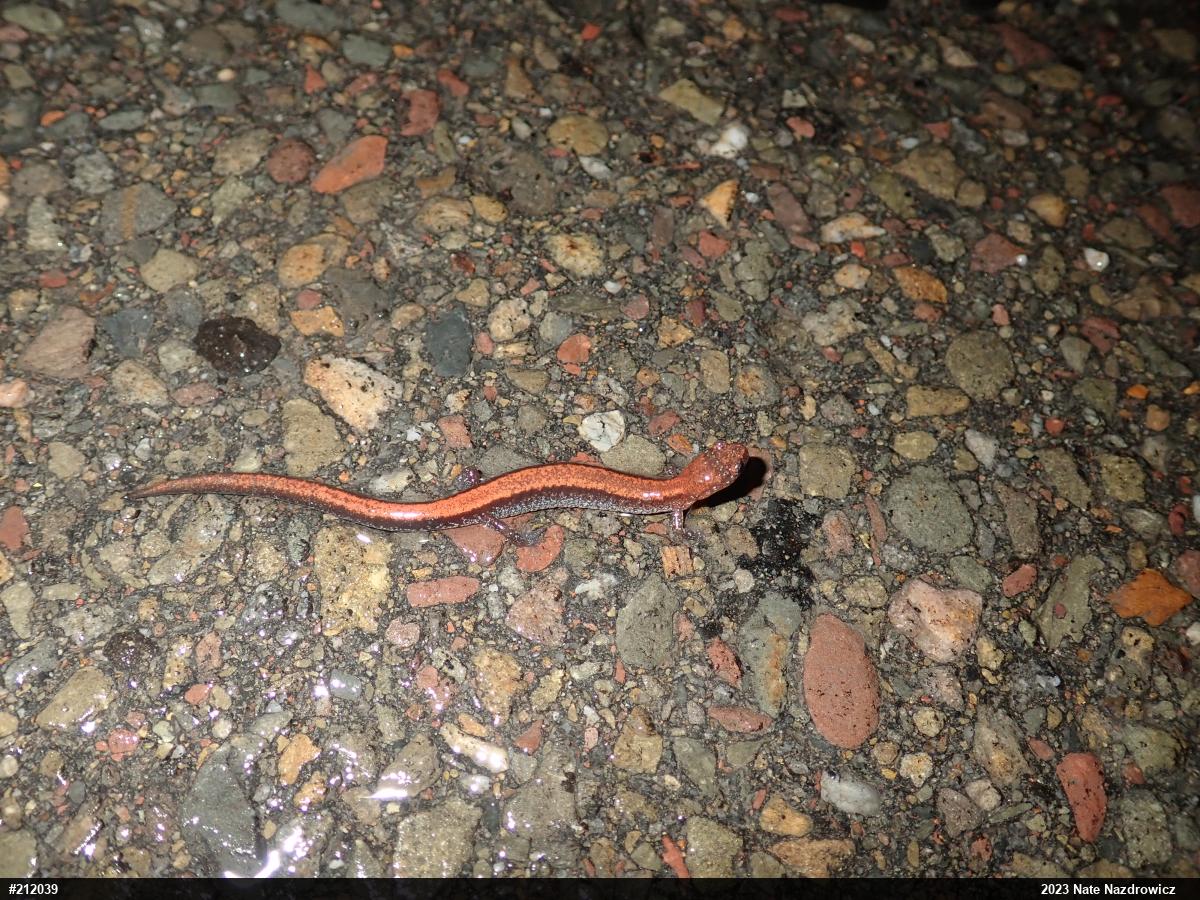 Eastern Red-backed  Salamander