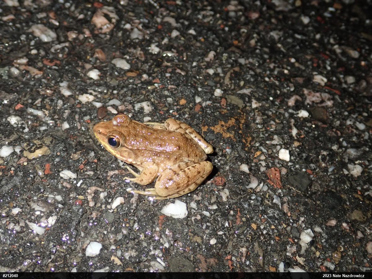Green Frog