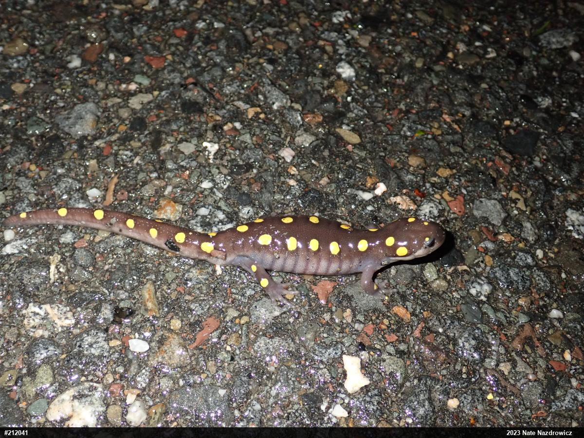 Spotted Salamander