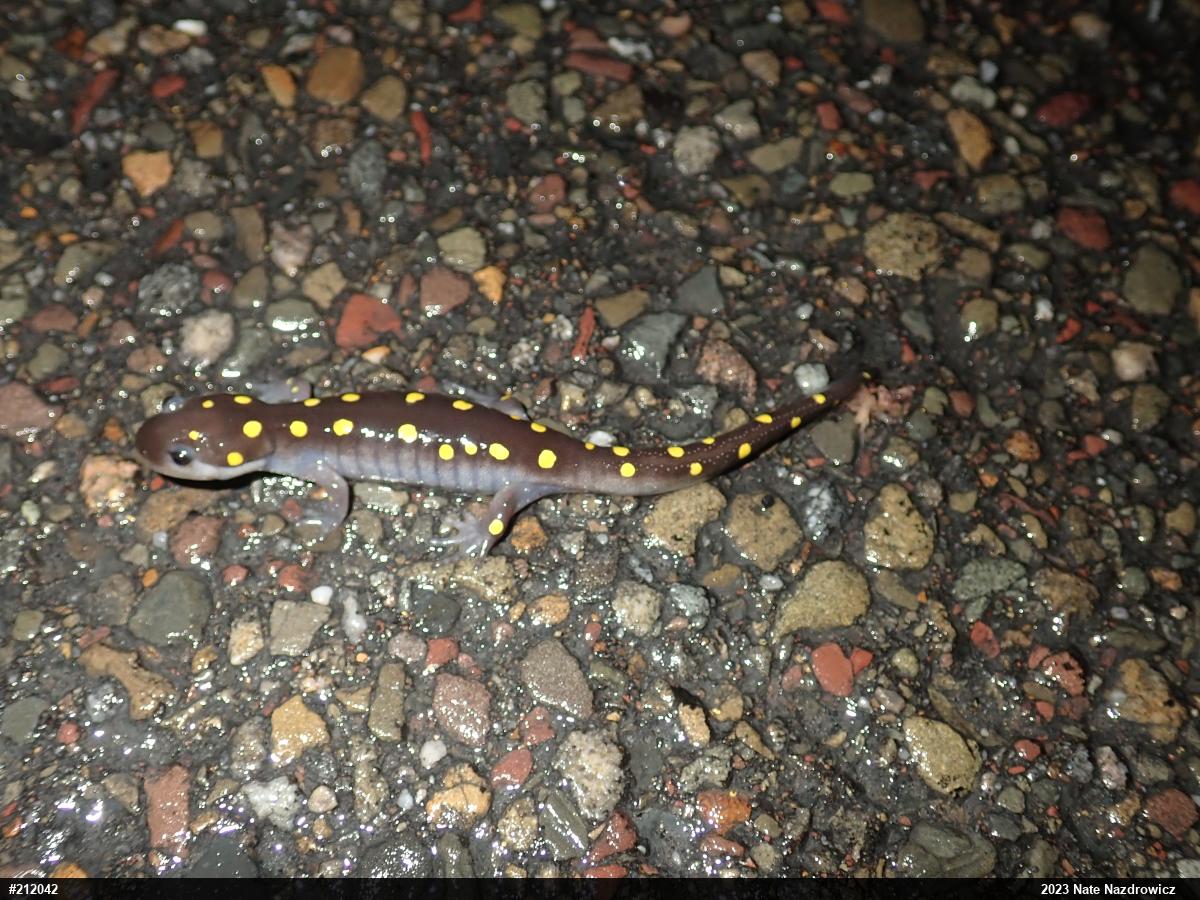 Spotted Salamander