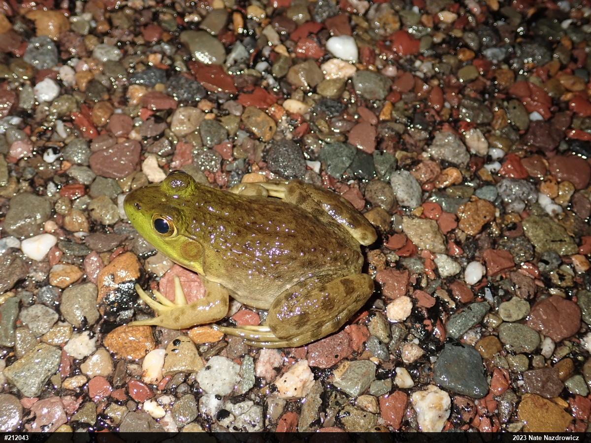 American Bullfrog