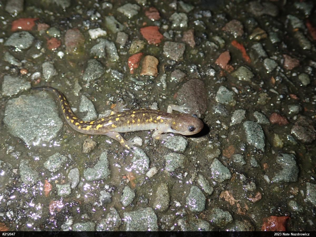 Spotted Salamander