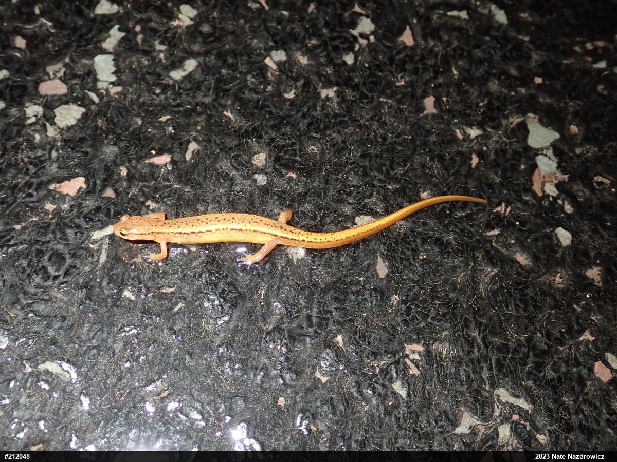 Northern Two-lined Salamander