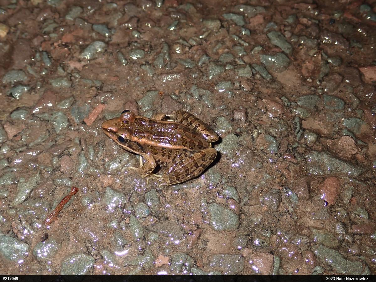 Pickerel Frog