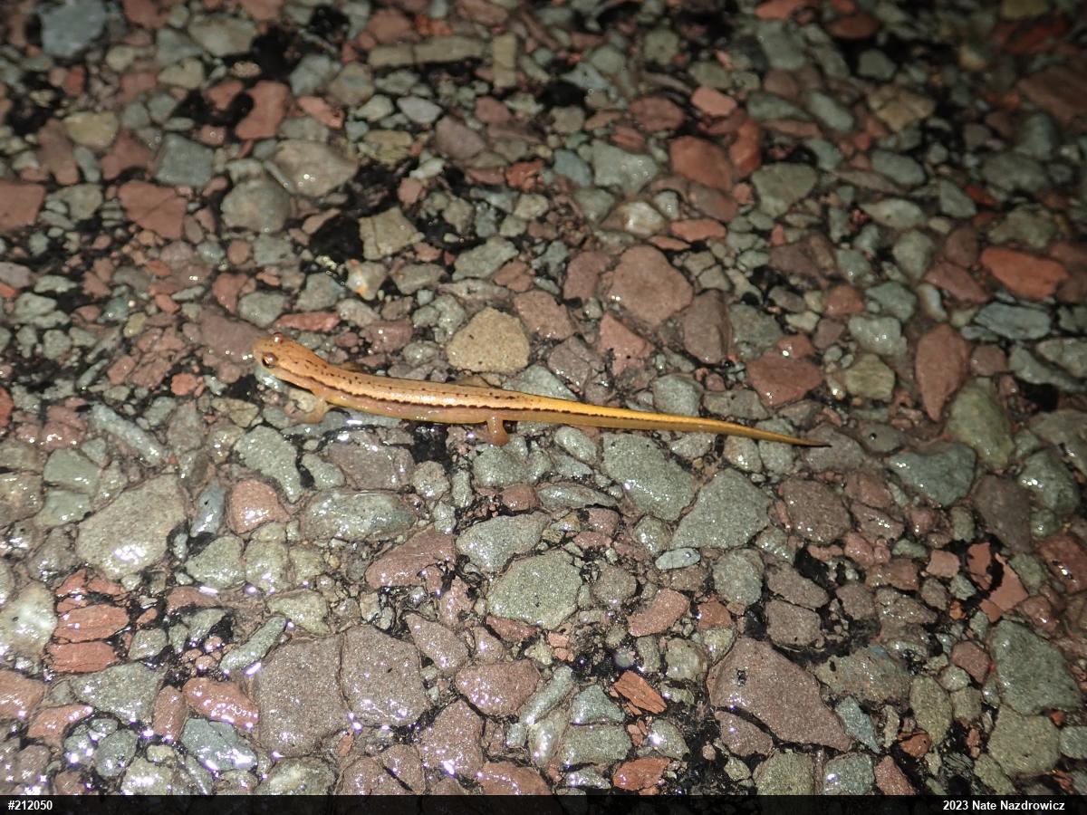 Northern Two-lined Salamander