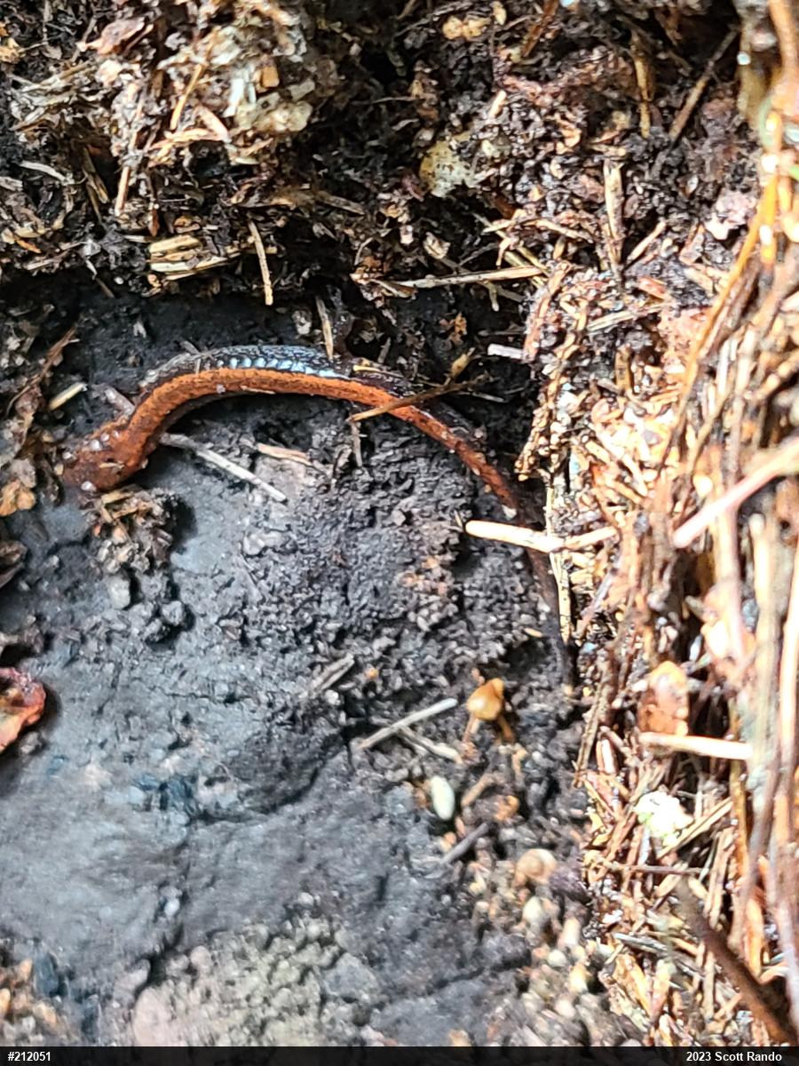 Eastern Red-backed  Salamander