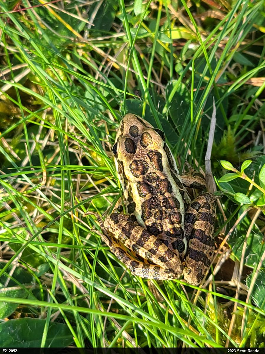 Pickerel Frog