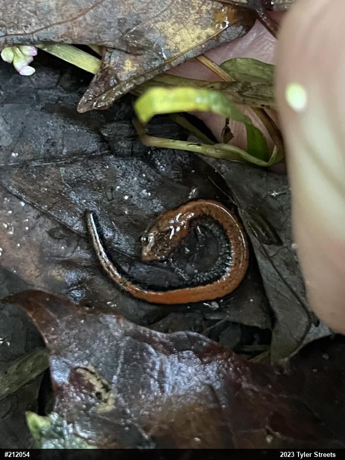Eastern Red-backed  Salamander