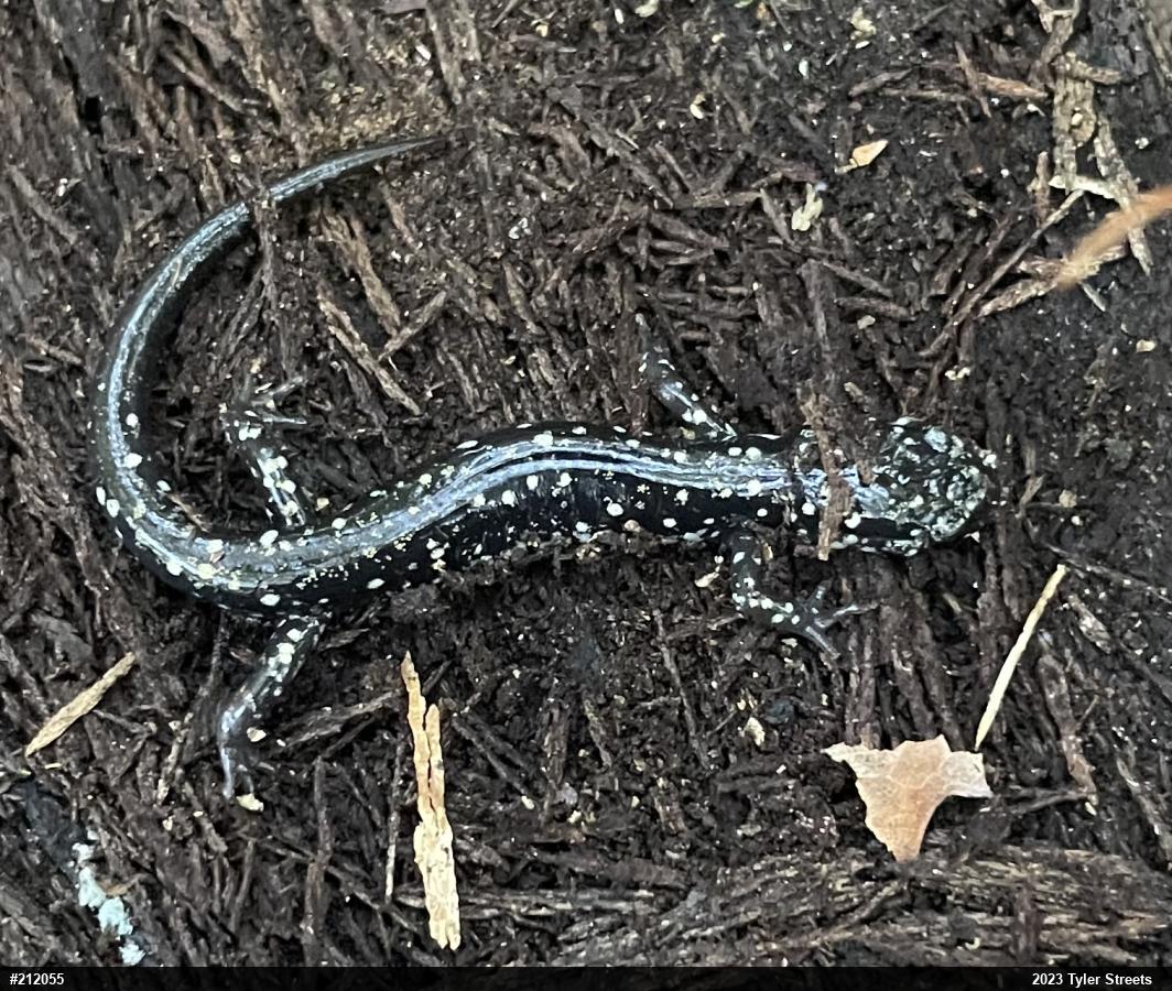 Northern Slimy Salamander
