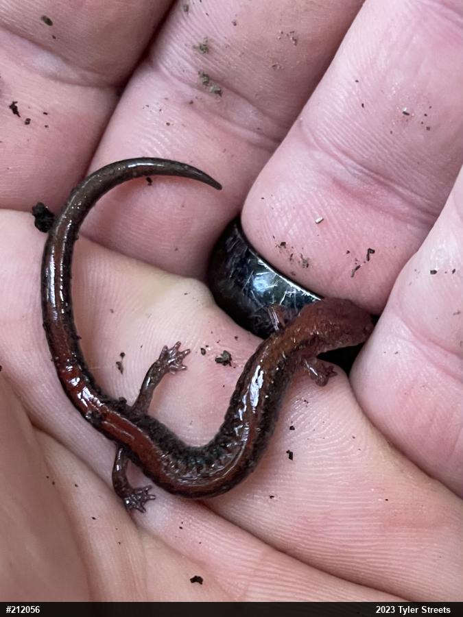 Eastern Red-backed  Salamander