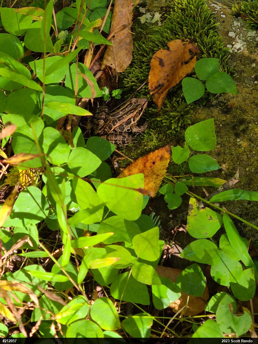 Pickerel Frog
