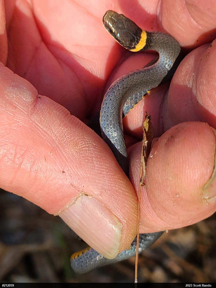 Northern Ring-necked Snake