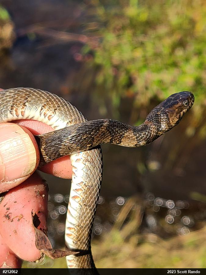 Northern Watersnake