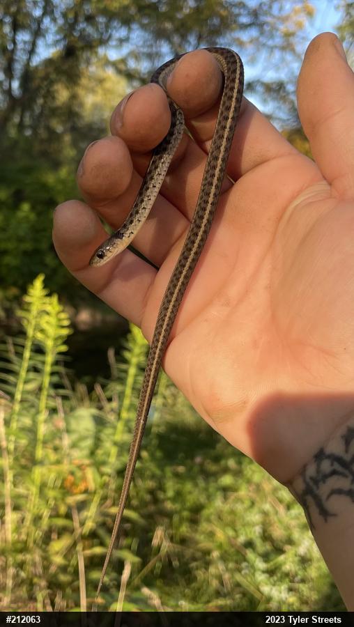 Eastern Gartersnake