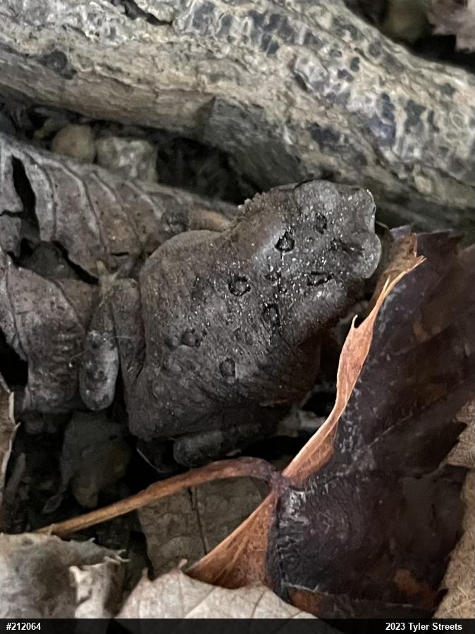 Eastern American Toad