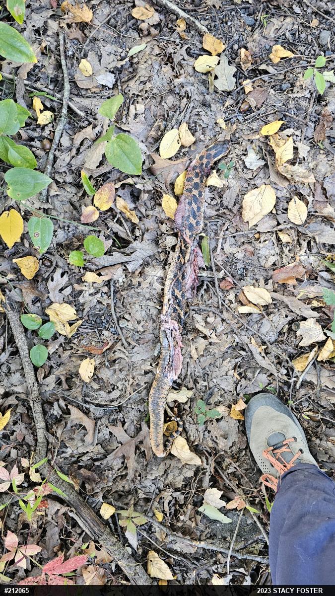 Eastern Hog-nosed Snake