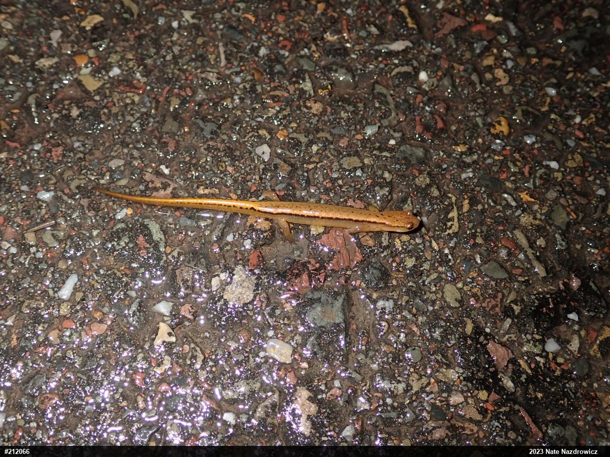 Northern Two-lined Salamander