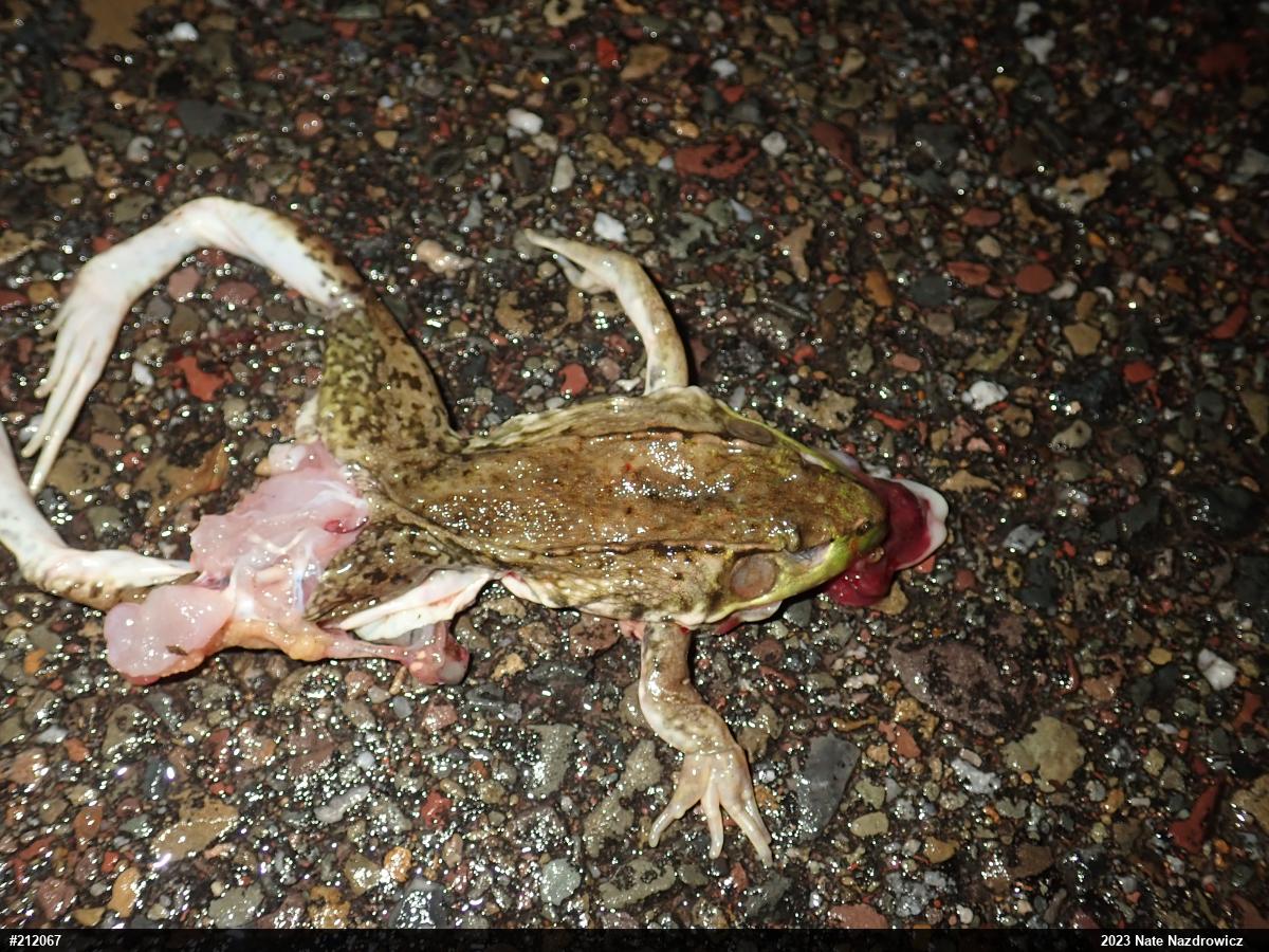 Green Frog