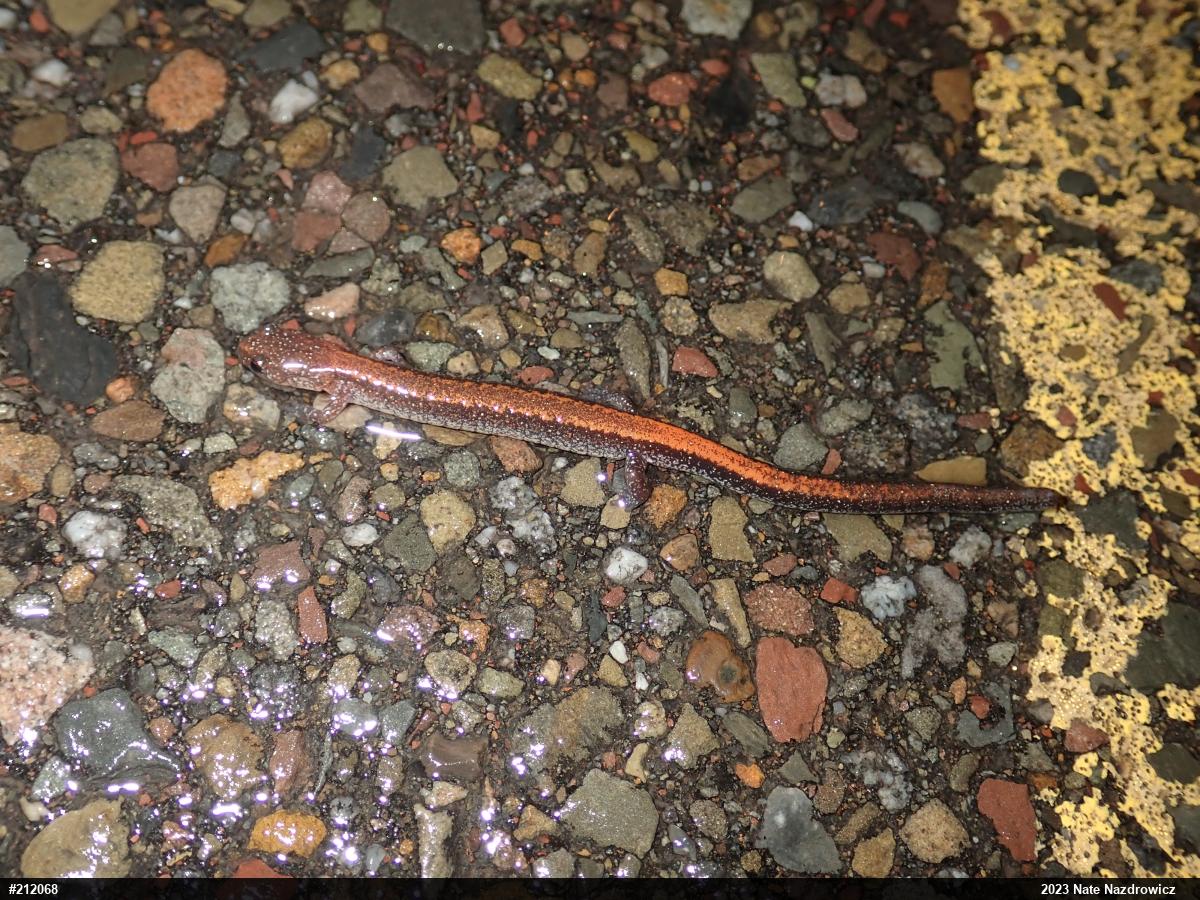 Eastern Red-backed  Salamander