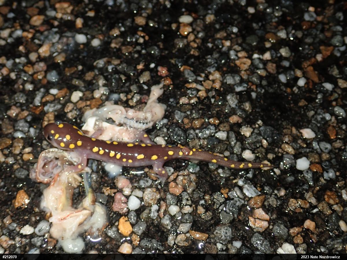 Spotted Salamander
