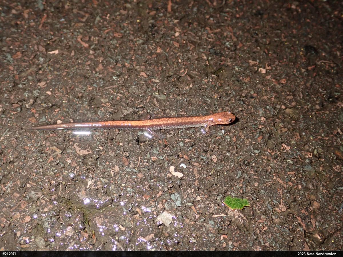 Eastern Red-backed  Salamander