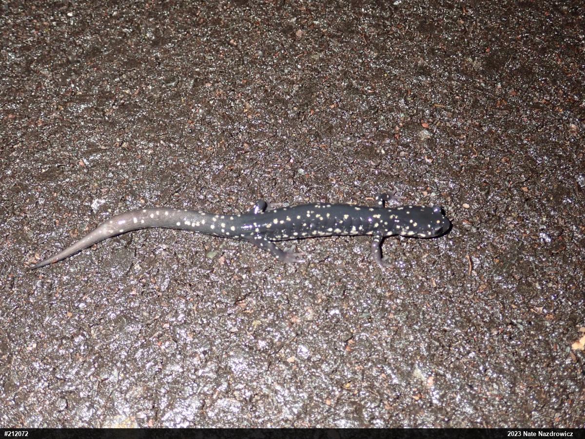 Northern Slimy Salamander